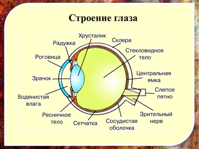 Настоящее чудо эволюционного процесса | Пикабу