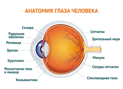 Болезни глаза у человека – список глазных болезней, их описание, симптомы и  лечение