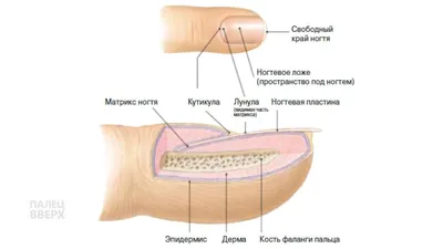 Строение ногтя. | Маникюр, Методы ухода за ногтями, Ногти