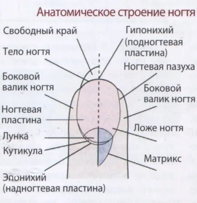 САМЫЙ ПОЛНЫЙ УРОК. АНАТОМИЯ НОГТЕВОЙ ПЛАСТИНЫ. Строение ногтей. Маникюр для  новичков. Маникюр с нуля - YouTube