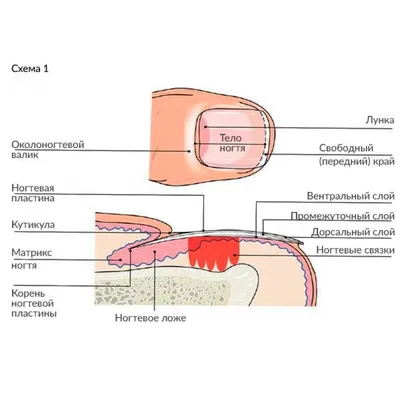 Изучаем строение ногтя | ВКонтакте