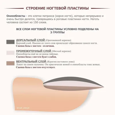 Строение ногтей - Pnbshop