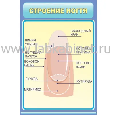 Что должен знать мастер маникюра? #1 Строение ногтевой пластины | Маникюр,  Дизайнерские ногти, Дизайн маникюрного салона