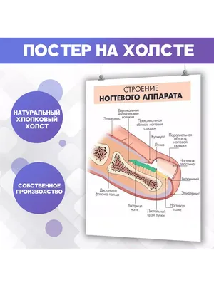 Плакат Анатомическое строение первой фаланги пальца и ногтевой пластины для  кабинета педикюра и подолога - купить с доставкой по выгодным ценам в  интернет-магазине OZON (305964064)