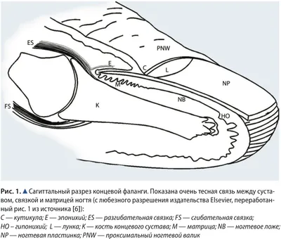 Анатомическое строение первой фаланги пальца и ногтевой пластины (плакат)  купить с доставкой по России по цене