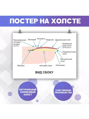 Строение ногтя, 0,6х0,9 купить в Москве, цена - labkabinet.ru