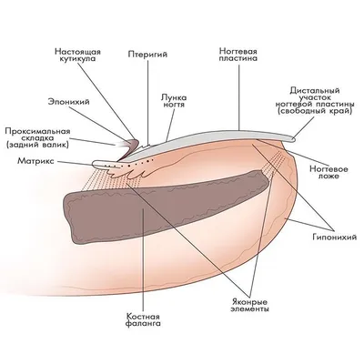 КУРСЫ МАНИКЮРА ШКОЛА СПБ в Instagram: «Строение ногтевой пластины💅🏻⠀ ⠀ 1.  Ногтевая пластина - основная часть ногтя, состоящ… | Nail techniques,  Manicure, Nail art