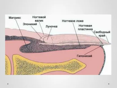 Строение ногтя. Самое важное, что должен знать мастер маникюра. - YouTube