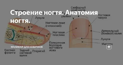 Строение ногтя | Подробный курс строения ногтевой пластины | Теория_часть1  | Маникюр/Бесплатная online-школа | Дзен