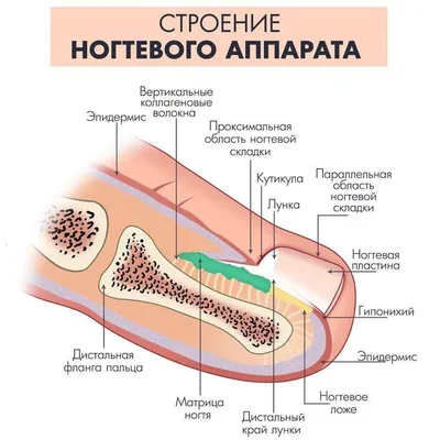 12.12.2020 Анатомия и физиология. Строение ногтей. Лабораторная работа. зн