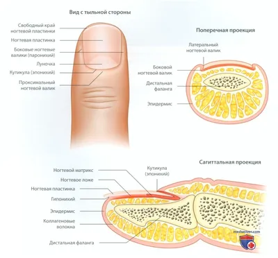 Строение ногтя❤️купить в Киеве, Украина