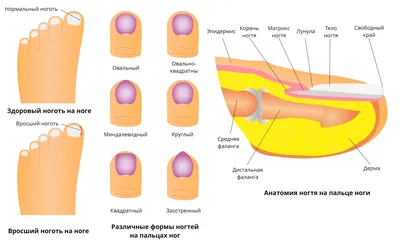 Анатомия, биология, физиология и основные особенности патологии ногтей