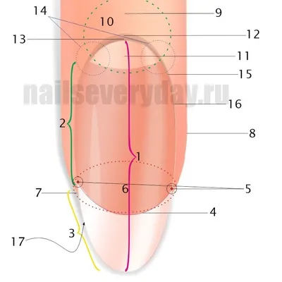 Строение ногтя на ноге (67 фото)