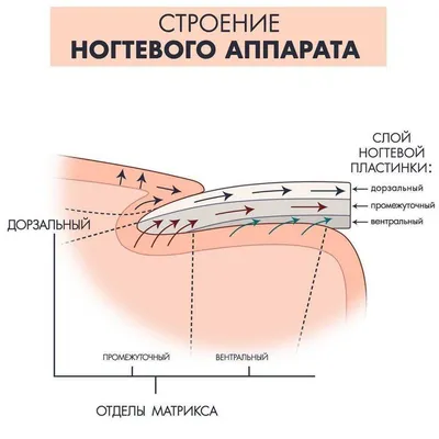 Строение ногтя👍🏻 Ногтевая пластина представляет собой⁉ Клетки ногтей  плоские и заполнены кератином. У них нет ядра, и они одинаковы по строению  с клетками ороговевшего верхнего слоя эпидермиса. Их жизнь начинается в  ногтевом