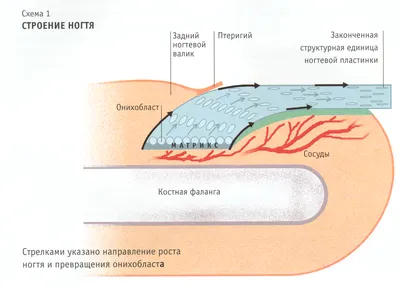 УЗИ анатомия ногтя