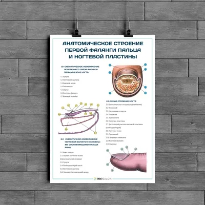 Плакат строение ногтя человека – Полимапия