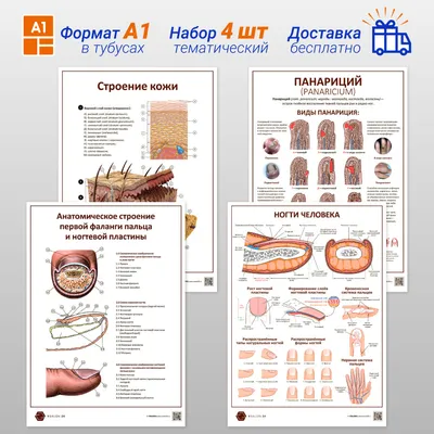 Анатомическое строение ногтя, рисунок …» — создано в Шедевруме