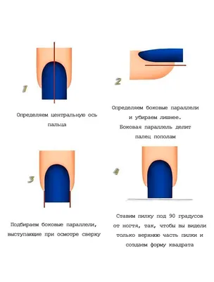 Строение ногтя | Базовые понятия для мастера маникюра | Изучаем строение  ногтевого аппарата - Фото и схема