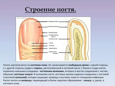 Строение ногтя❤️купить в Киеве, Украина