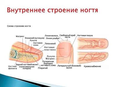 Наука человеческого тела Анатомический плакат тренировки Анатомия ногтя  Структура человеческого ногтя Поперечное сечение пальца Иллюстрация вектора  - иллюстрации насчитывающей концепция, надкожица: 133483761