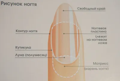 PosterNak Постер Строение ногтя Маникюр Педикюр Анатомия (1) 40х60 см