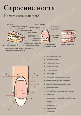 Строение ногтя | Базовые понятия для мастера маникюра | Изучаем строение  ногтевого аппарата - Фото и схема