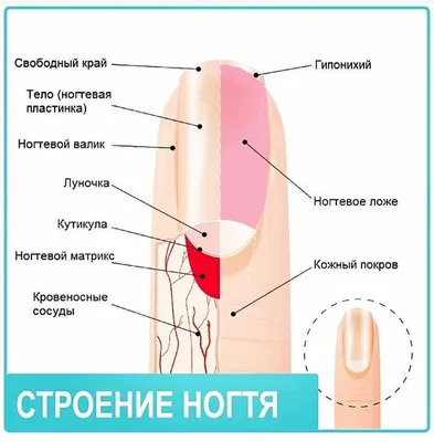 УЗИ анатомия ногтя