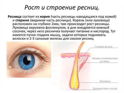 Обучение Наращиванию Ресниц Офлайн/Онлайн - Строение ресниц Ресницы состоят  из корня (под кожей) и стержня (видимая часть ресницы). Корень (или  луковица) располагается на глубине ~2 мм. Оттуда и происходит рост молодых  ресниц: