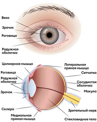 Строение ресницы 👀 Продолжительность жизни родной ресницы составляет от 60  до 90 дней, с момента зарождения в волосяной луковице и до полного  выпадения. Верхн…