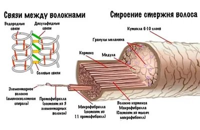 АНАТОМИЯ РЕСНИЦ - Учебный Центр Нимфа в Омске