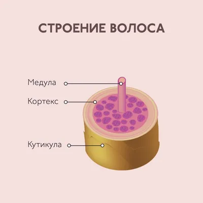 Анатомия человеческого глаза