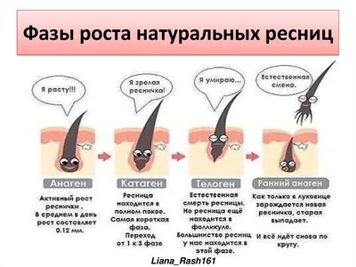 ЖИЗНЕННЫЙ ЦИКЛ И СТРОЕНИЕ РЕСНИЦ☝🏻 🤓 Ресницы выполняют защитную функцию  для наших глаз, и только потом уже.. | ВКонтакте