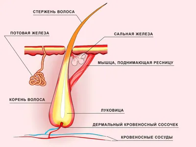 Lash Info / Уникальные Курсы Лешмейкеров - С - строение ресниц.  📚📚📚Сегодня в Азбуке от #Lash_info хотелось бы о строении ресниц и о том,  как они растут, ведь наша профессия на прямую