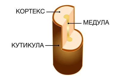 Курсы Строение, функции и фазы роста ресниц -Подбор эффекта ....  Оренбургская область