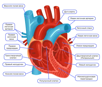 Сердечно-сосудистая система человека. Сердце • Биология, Анатомия и  физиология человека • Фоксфорд Учебник