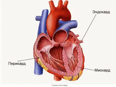 Сердце и сосуды, подготовка к ЕГЭ по биологии