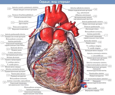 Сердце. Анатомическое строение. | Биология | Дзен