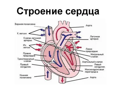 Мультиспиральная компьютерная томография сердца в Краснодаре — УРО-ПРО