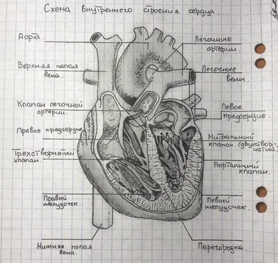 Строение сердца💉 | Сердце