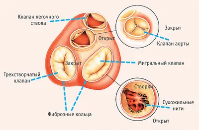 Диаграмма: Биология.Строение и работа сердца. 8 класс | Quizlet