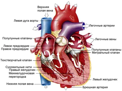 Сердечно-сосудистая система медицинские плакаты от производителя с  доставкой по РФ