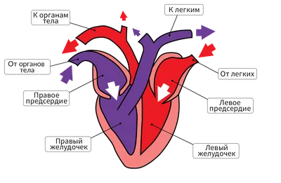 Анатомия сердца человека. Просто и доступно