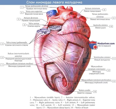 Строение сердца, сердце в разрезе | Анатомия сердца, Анатомия, Анатомия  человека