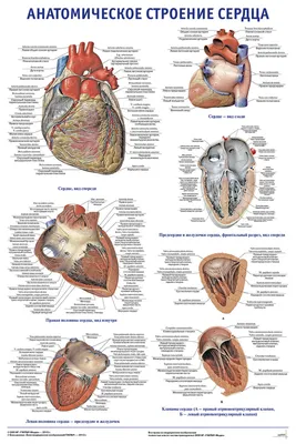 Анатомия: Строение стенок сердца. Миокард