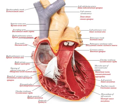 Плакат “Анатомическое строение сердца” - ООО \"МЕДСИМ\"