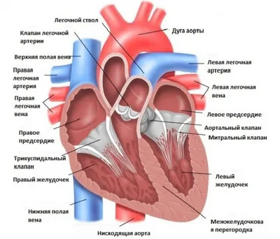 Диаграмма: Биология. Строение сердца. | Quizlet