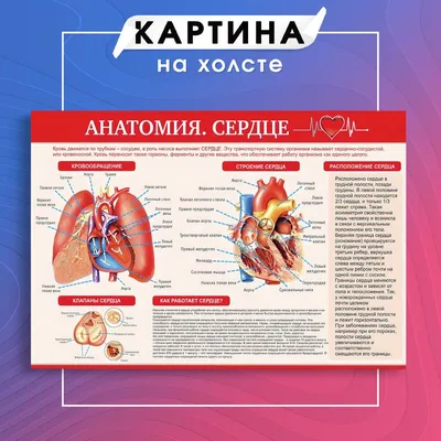 Сердце: как болит, где находится, строение, функции