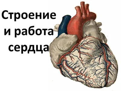 Картина на холсте Строение Сердца Медицина 1 30х40 см - купить по низкой  цене в интернет-магазине OZON (1083762120)