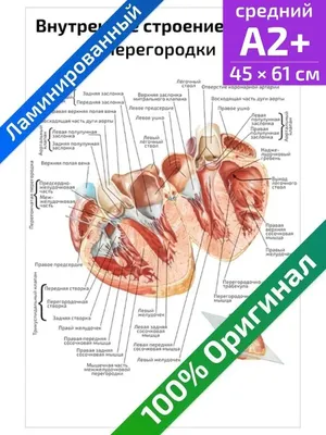 Строение и работа сердца