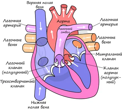 Строение сердца человека купить – цена от ElizLabs